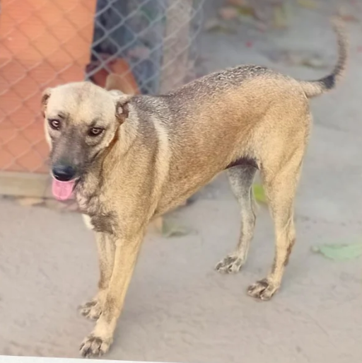 Moreno, cachorro macho de porte médio para adoção em Arapiraca, Alagoas