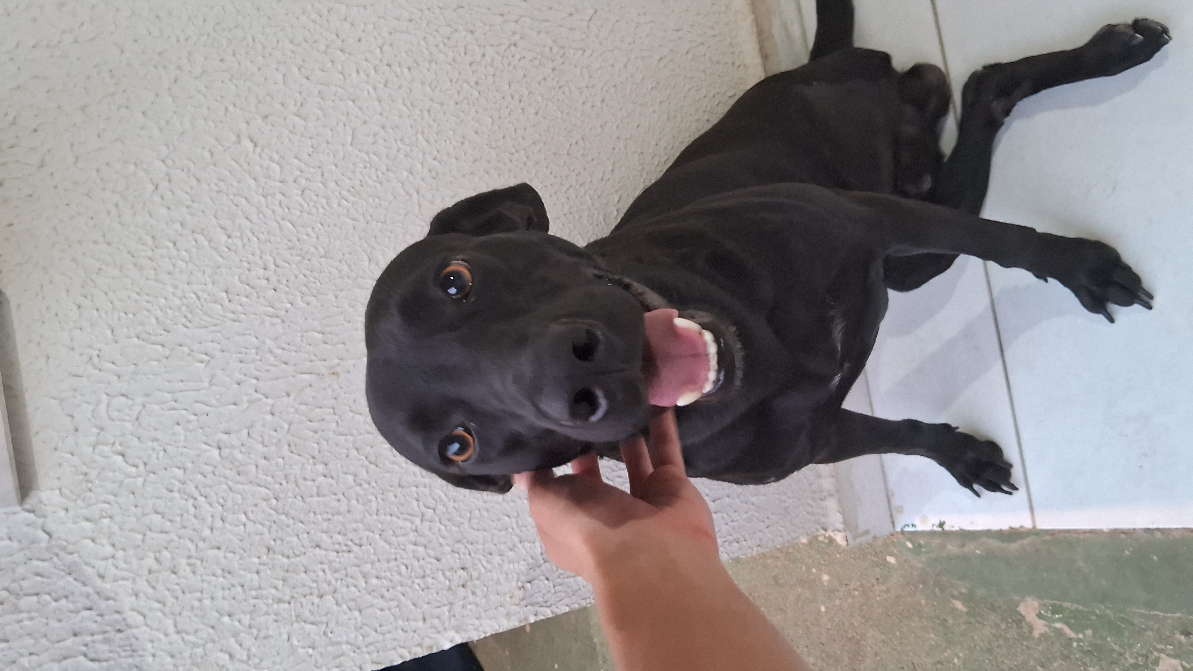 Sereno, cachorro macho de porte médio para adoção em Arapiraca, Alagoas