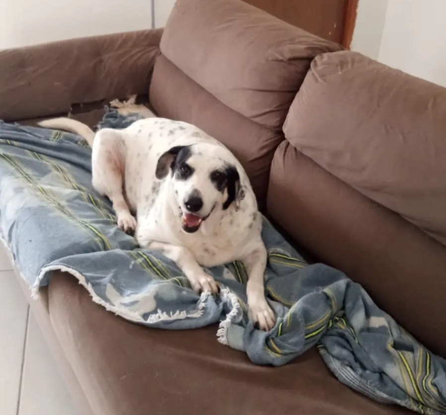 Paulo, cachorro macho de porte médio para adoção em Arapiraca, Alagoas