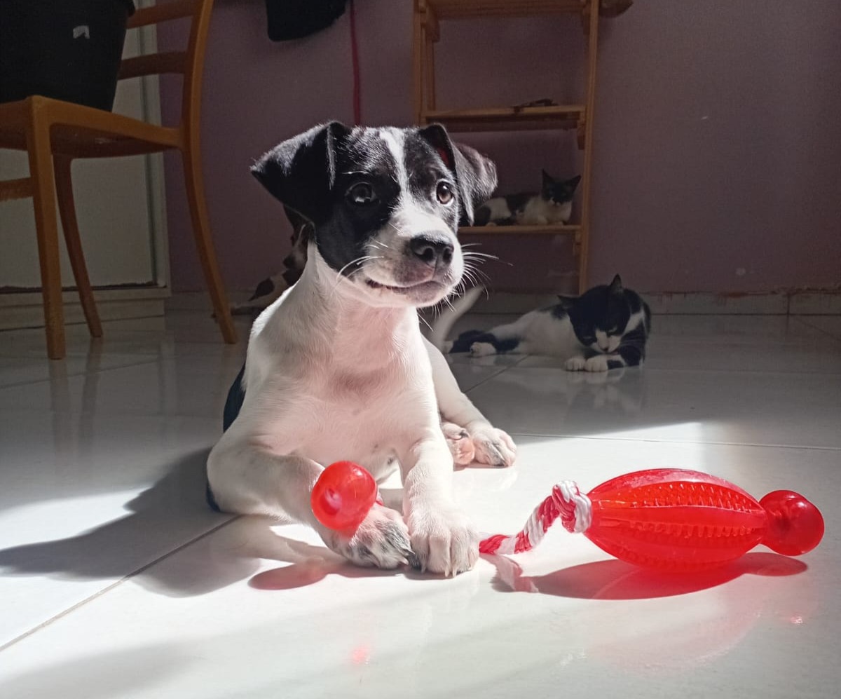 Juju, cachorro fêmea de porte médio para adoção em Arapiraca, Alagoas