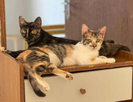 Magé e Pitika, gato fêmea de porte pequeno para adoção em Arapiraca, Alagoas