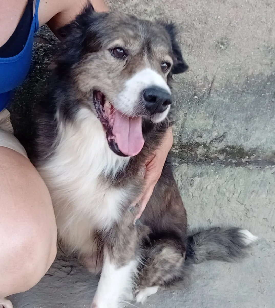 Toddy, cachorro macho de porte médio para adoção em Arapiraca, Alagoas