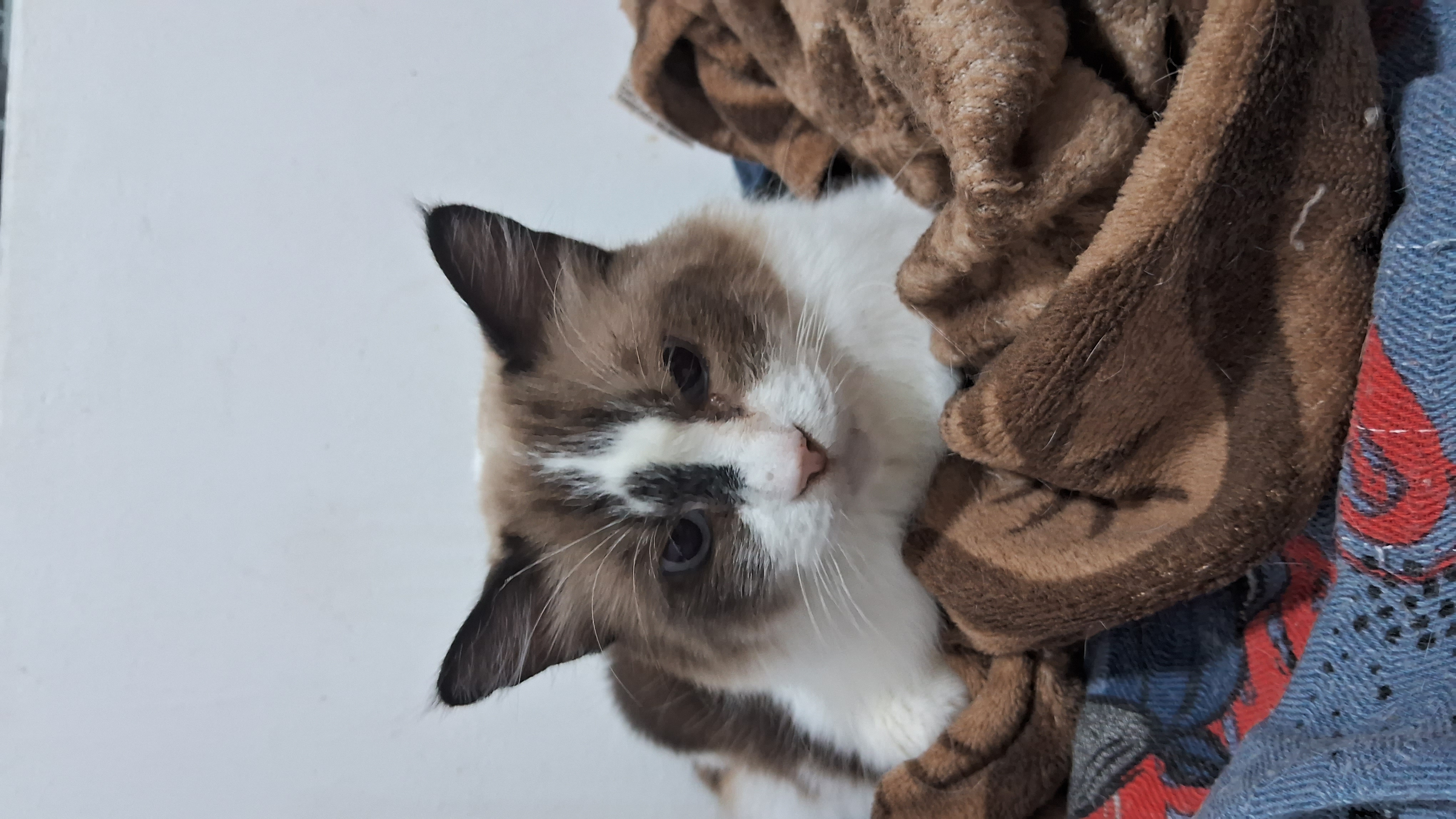 Jasmim, gato fêmea de porte pequeno para adoção em Arapiraca, Alagoas